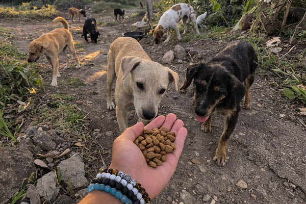 Février — DogsLettre #02