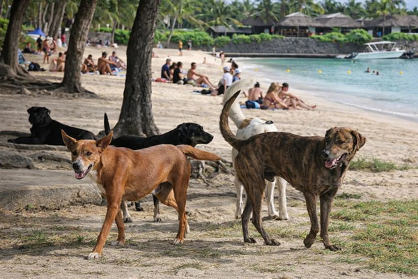Pourquoi on a créé Feedogs  et pourquoi on ne pouvait pas faire autrement.