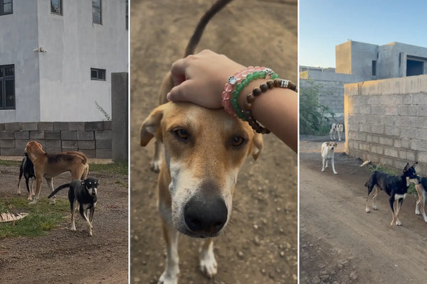 Avril — DogsLetter #04