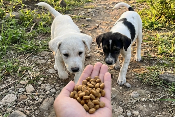 Janvier — DogsLettre #01