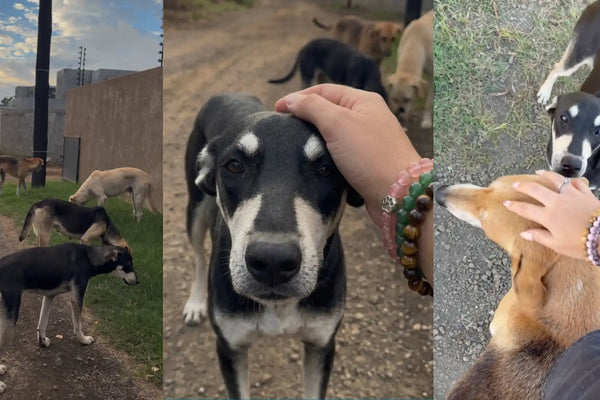 Juillet - DogsLetter #07